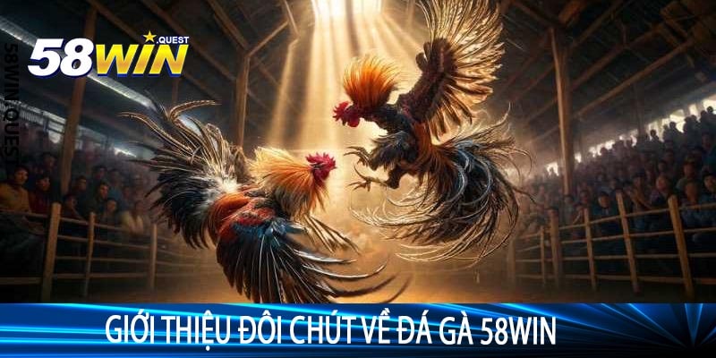 Giới Thiệu Đôi Chút Về Đá Gà 58win