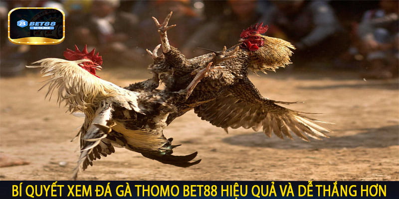 Bí Quyết Xem Đá Gà Thomo Bet88 Hiệu Quả Và Dễ Thắng Hơn