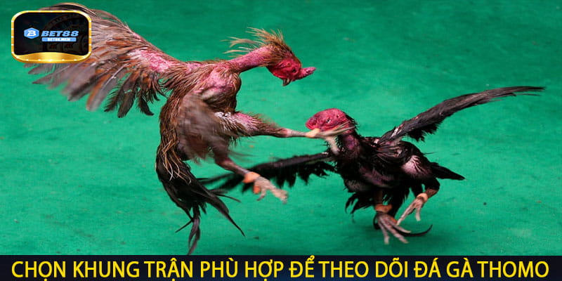 Chọn khung trận phù hợp để theo dõi Đá gà Thomo