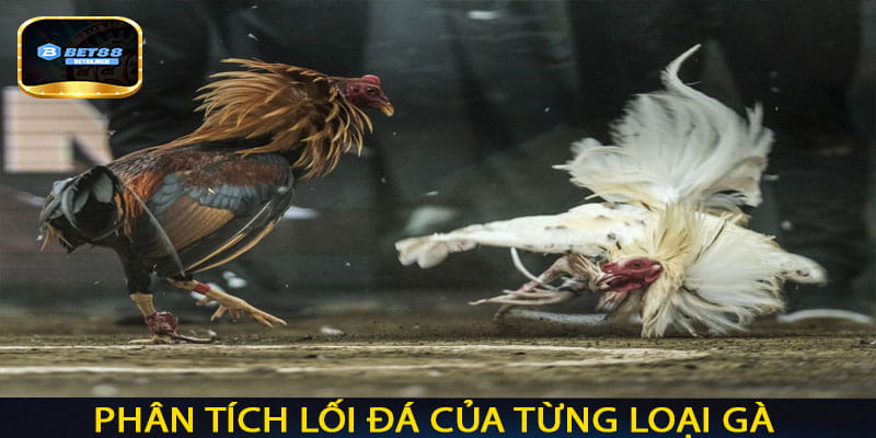 Phân tích lối đá của từng loại gà